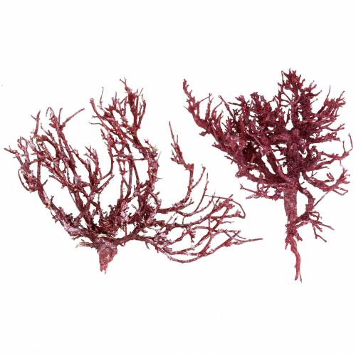 Floristik21 Dekoast Korallenzweig Rot weiß gewaschen 500g