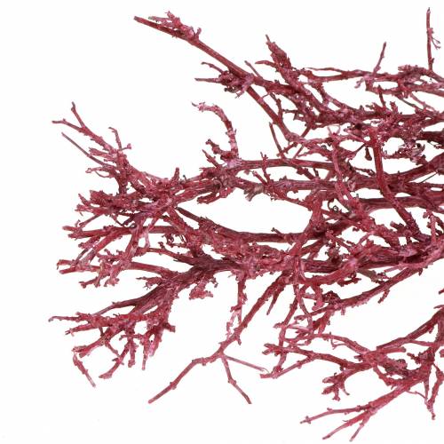 Floristik21 Dekoast Korallenzweig Rot weiß gewaschen 500g