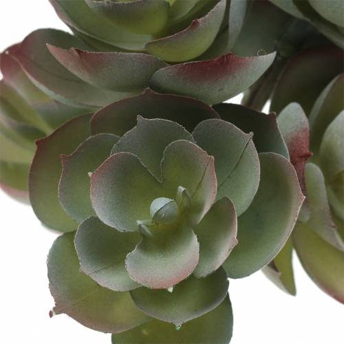 Artikel Sukkulente Echeveria Dunkelgrün 21cm 3St