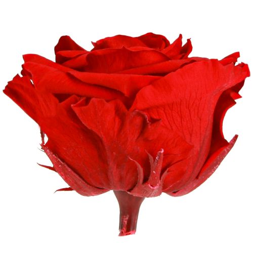 Artikel Echte Infinity Rosenköpfe Rot Ø8,5cm 4 St - Langlebige Tischdeko & Arrangements