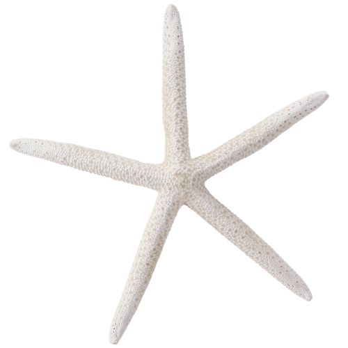 Floristik21 Echter Seestern Natur Weiss Dekoration Ø16–20cm Set 10 Stück