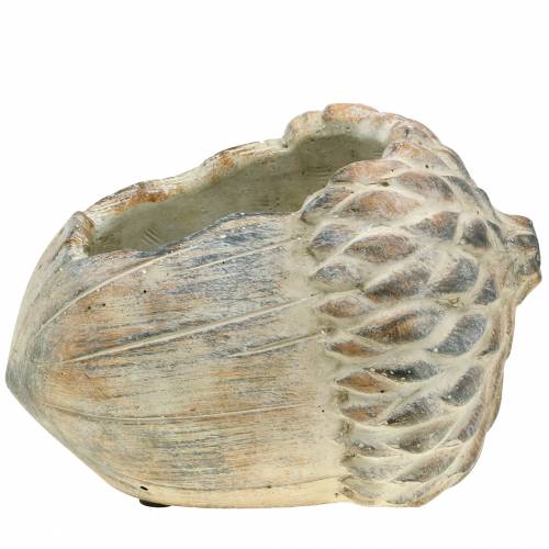Übertopf Beton Eichel 21,5cm × 14cm H9,5cm Übertopf Beton Eichel 21,5cm × 14cm H9,5cm
