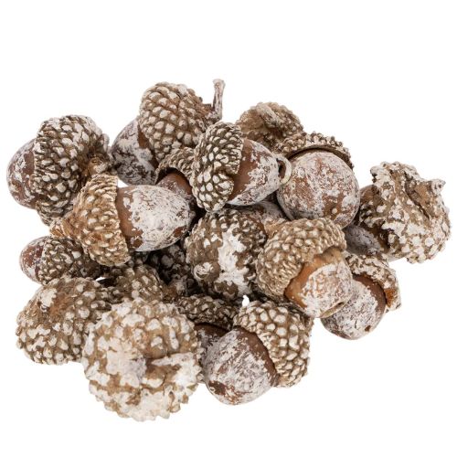 Eicheln Naturprodukt 1–3 cm Weiß gewaschen 300 g Dekoration einkaufen | Floristik21.de