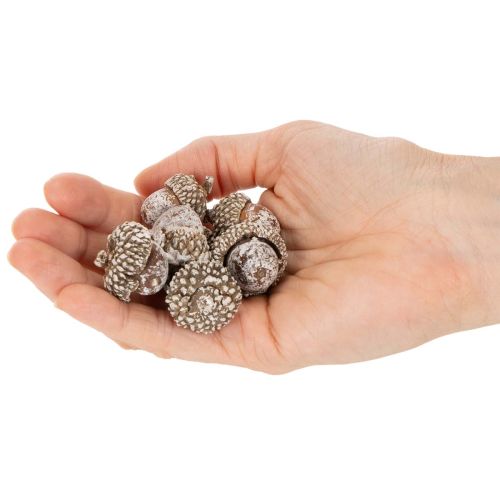 Eicheln Naturprodukt 1–3 cm Weiß gewaschen 300 g Dekoration | Floristik21.de
