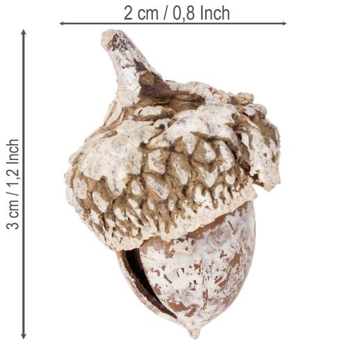 Eicheln Naturprodukt 1–3 cm