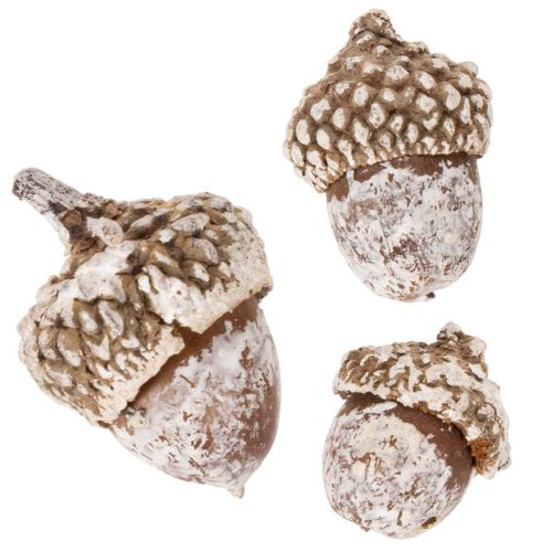 Eicheln Naturprodukt 1–3 cm