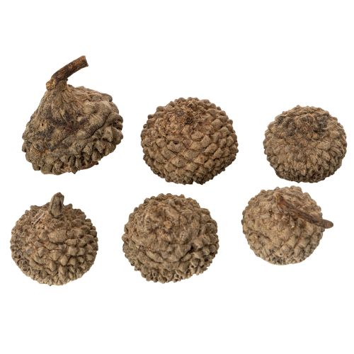 Artikel Eichelkappen Natur Braun 2cm 300g Dekoration Herbst Advent