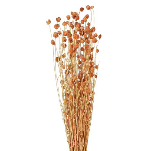 Floristik21 Erdbeerdistel Trockenblumen Distel Deko Terracotta 68cm 100g