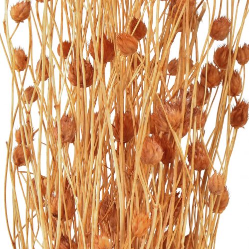 Floristik21 Erdbeerdistel Trockenblumen Distel Deko Terracotta 68cm 100g