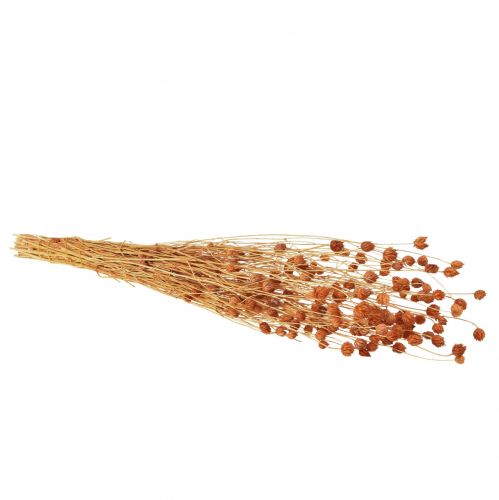 Floristik21 Erdbeerdistel Trockenblumen Distel Deko Terracotta 68cm 100g