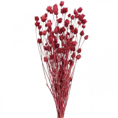 Trockenblumen Rot Trockendistel Erdbeerdistel Gefärbt 100g