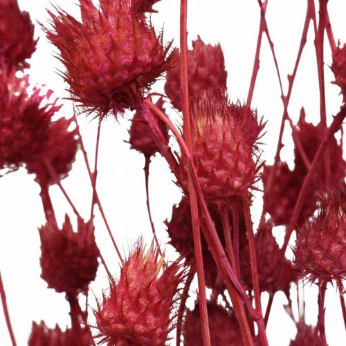 Trockenblumen Rot Trockendistel Erdbeerdistel Gefärbt 100g