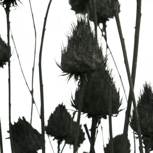 Artikel Trockenblumen Schwarz Trockendistel Erdbeerdistel 100g