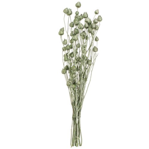 Floristik21 Erdbeerdisteln Metallic Grün, Effektvolle Trockenblumen-Deko, L55cm Ø1-2cm