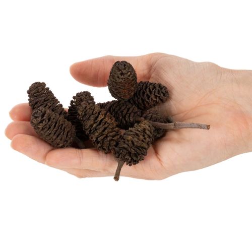 Erlenzapfen lose 3 cm Naturbraun 300 g für Dekoration | Floristik21.de
