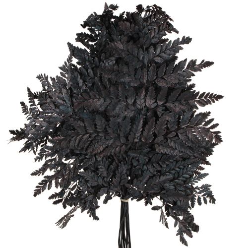 Artikel Farn Deko Schwarz konserviert 45cm 10 St für Floristen
