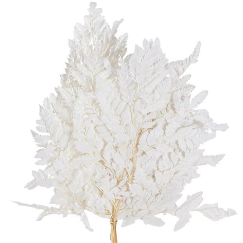 Floristik21 Farn Deko Echte Weiß Konserviert 45cm 10St - Stilvolle Deko für Floristen