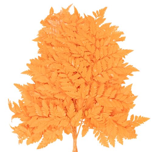 Farnzweig getrocknet konserviert Orange 42cm 10 Stück für Innenbereich | Floristik21.de