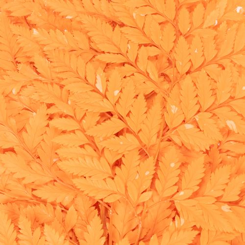 Farnzweig getrocknet konserviert Orange 42cm 10 Stück für Innenbereich | Floristik21.de
