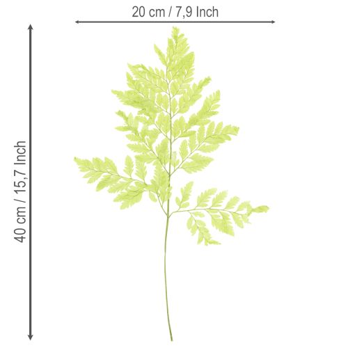 Artikel Konservierter Farn Trockenpflanze 40cm 10 Stück Innenraumdekoration