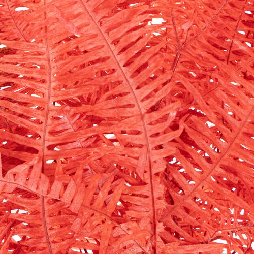 Konservierter Farn Rot 60cm 10 Stück für Innenbereich | Floristik21.de