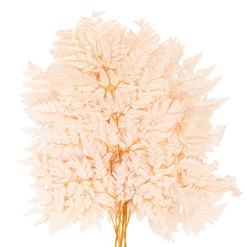 Trockendeko Farn Rosa 42cm 10 Stück | Floristik21.de