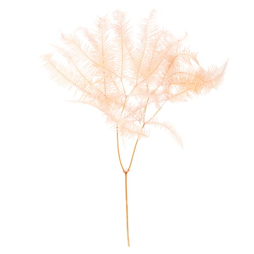 Getrocknete Farnwedel 60cm Hellrosa 10 St für Dekoration einkaufen | Floristik21.de