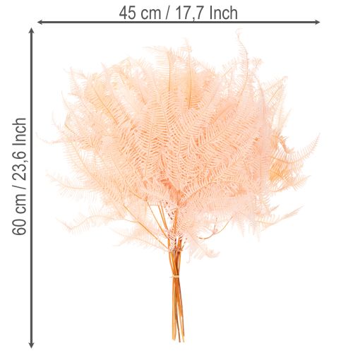 Getrocknete Farnwedel 60cm Hellrosa 10 St für Dekoration | Floristik21.de