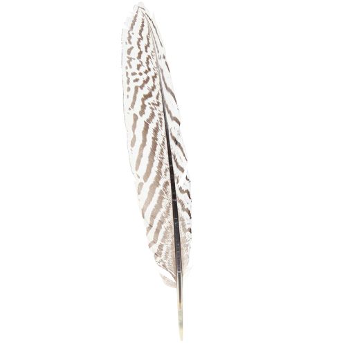 Artikel Fasan Federn Braun Beige für Floristik Dekoration 20cm 20St
