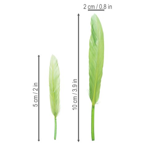 Artikel Dekorative grüne Federn 10cm für kreative und elegante Dekoration