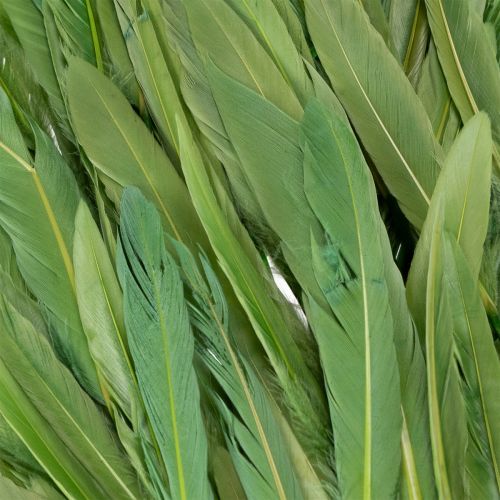 Artikel Dekorative grüne Federn 10cm für kreative und elegante Dekoration