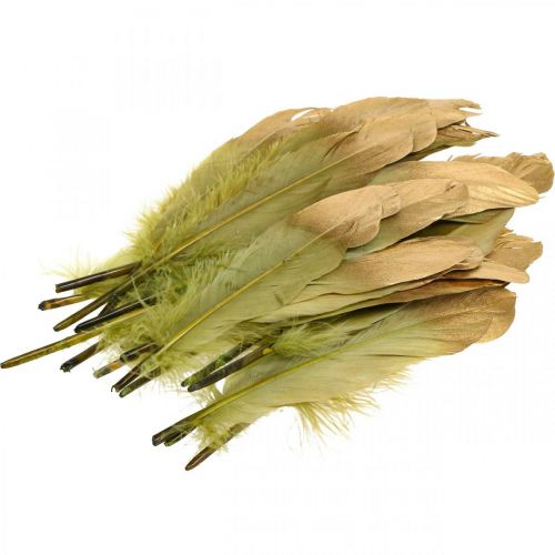 Floristik21 Federn zum Basteln Deko Federn Grün-Golden L16–20cm 24 St