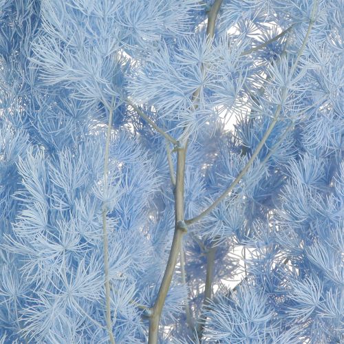 Artikel Federspargel Asparagus Trockendeko Hellblau 55-70cm 100g Kreative Wohnakzente