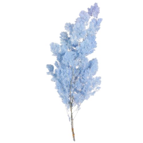 Artikel Federspargel Asparagus Trockendeko Hellblau 55-70cm 100g Kreative Wohnakzente