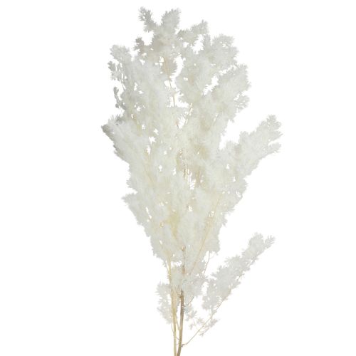 Floristik21 Federspargel Weiß konserviert 55-70cm 100g - Elegante Dekoideen