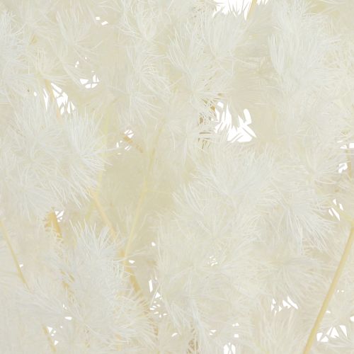 Artikel Federspargel Weiß konserviert 55-70cm 100g - Elegante Dekoideen