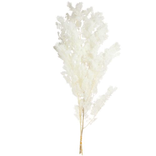 Artikel Federspargel Weiß konserviert 55-70cm 100g - Elegante Dekoideen