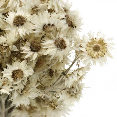 Artikel Mini Strohblume Weiß Trockenblumen Deko Felsblume H20cm 15g