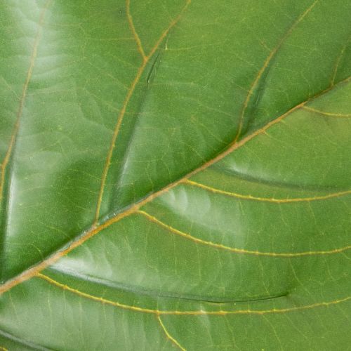 Künstliche Ficus lyrata 120 cm Kunstpflanze aus Kunststoff und Textil für Innenbereich | Floristik21.de