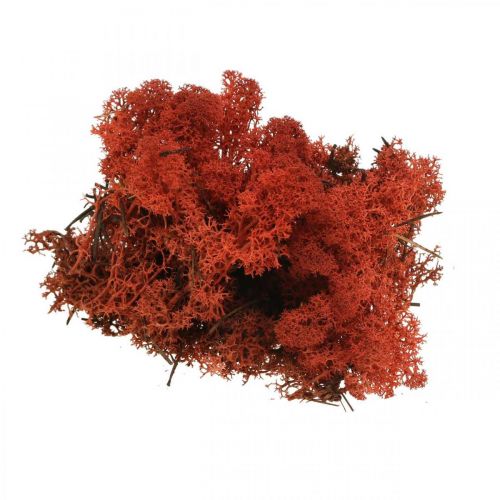 Deko Moos Rot Siena Naturmoos zum Basteln Getrocknet, gefärbt 500g