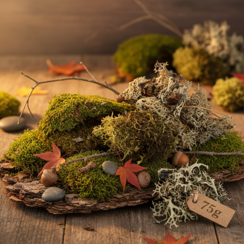 Artikel Deko-Moos zum Basteln Mix Grün, Hellgrün Naturmoos 75g