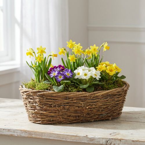 Pflanzschale Natur Rebe Blumenschale Oval 40x19x11,5cm | Floristik21.de