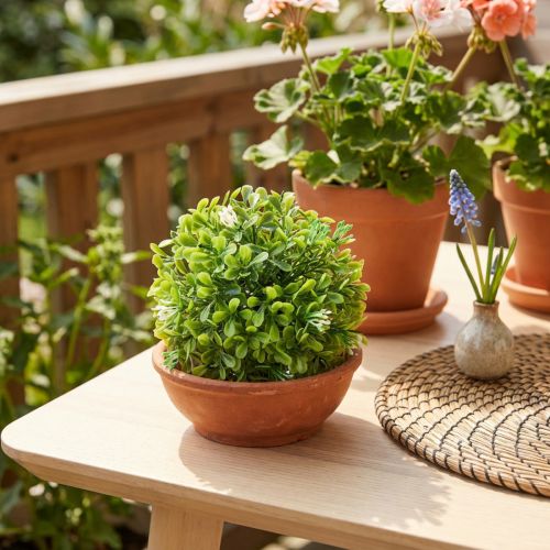 Artikel Mini Buchsbaum-Kugel mit Blüten Buchskugel Grün Ø10cm