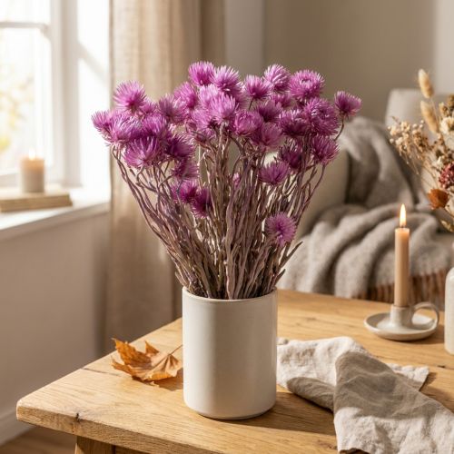 Trockenblumen Capblumen Lila Strohblumen H42cm | Floristik21.de