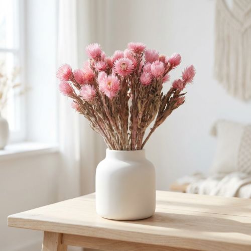 Trockenblumen Capblumen Rosa Strohblumen Trockenfloristik H30cm | Floristik21.de