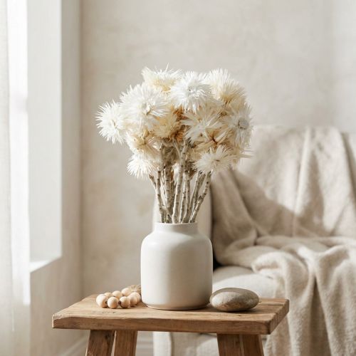 Trockenblumen Capblumen naturweiß, Strohblumen, Trockenblumenstrauß H33cm | Floristik21.de