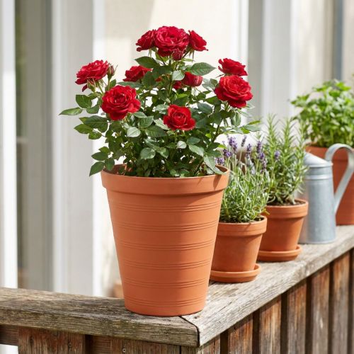 Rosentopf Kunststoff 19cm Terrakotta 1 St | Floristik21.de