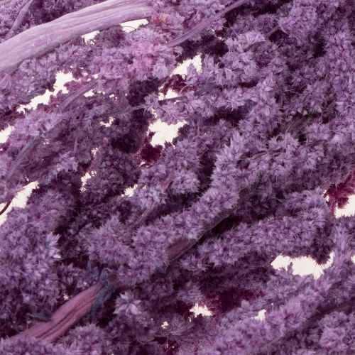 Artikel Getrockneter Fuchsschwanz Amaranth 100cm Dekoration Innenbereich 5 Stück