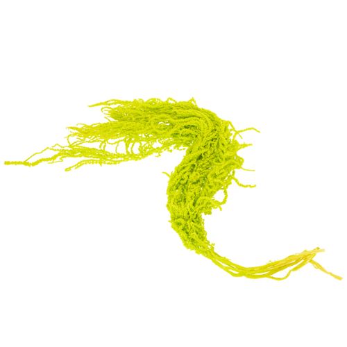 Artikel Trockenblumen Fuchsschwanz Amaranth gefärbt 100 cm für Innenraumdekoration