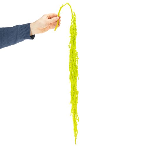 Artikel Trockenblumen Fuchsschwanz Amaranth gefärbt 100 cm für Innenraumdekoration